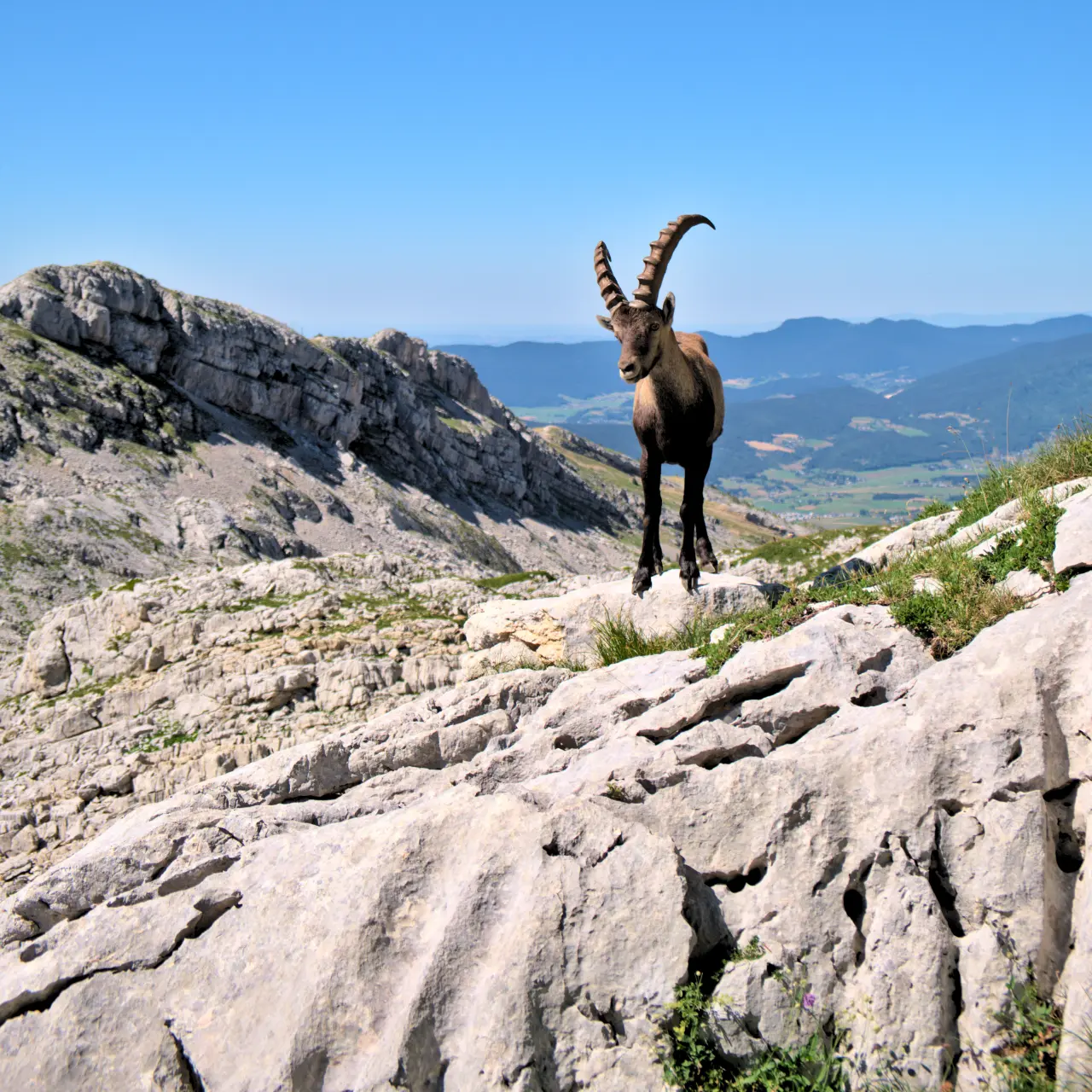 Alpensteinbock