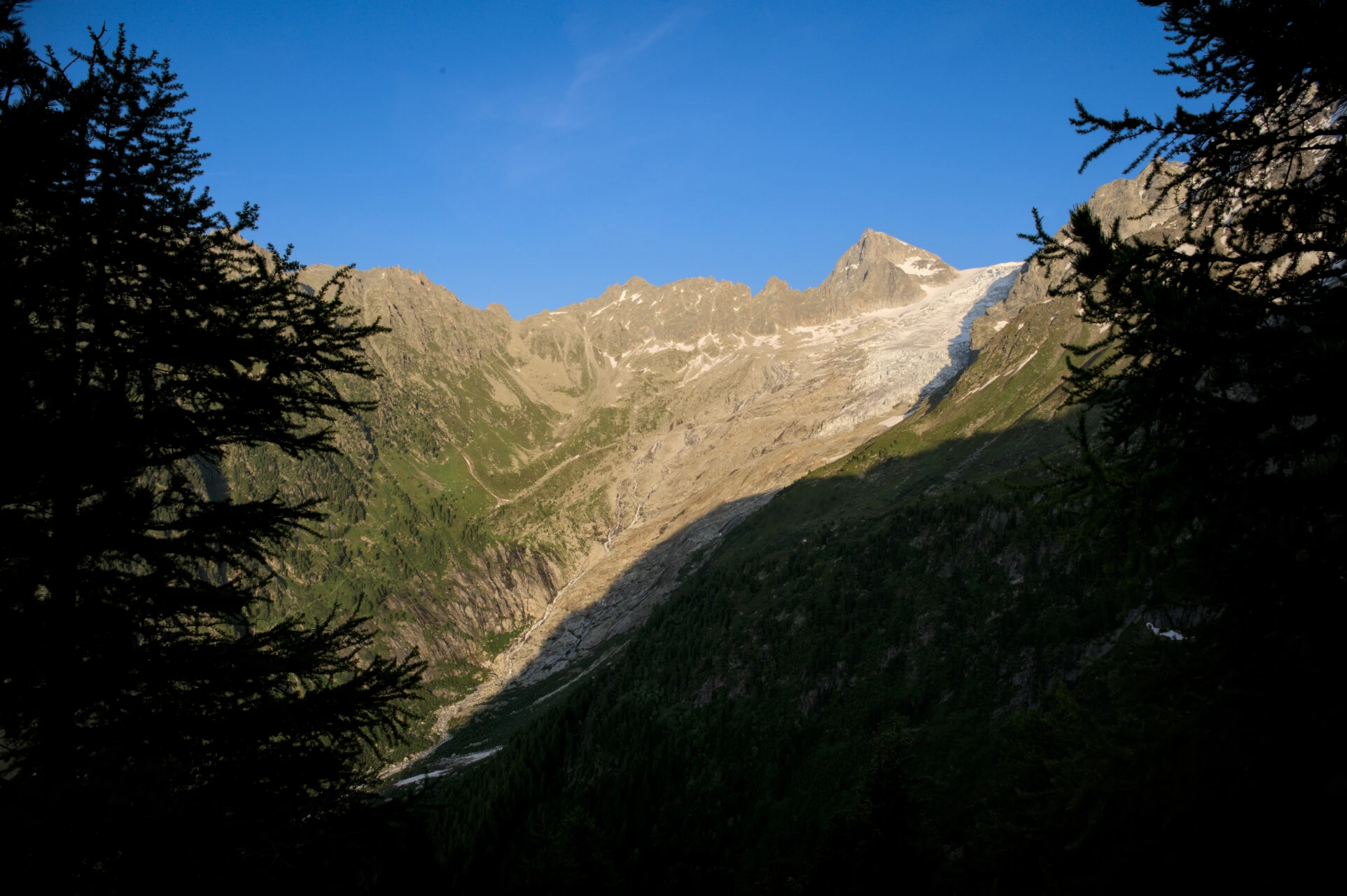 Fichtensilhouetten und vergletscherte Gipfel von den Höhen des Col de Balme