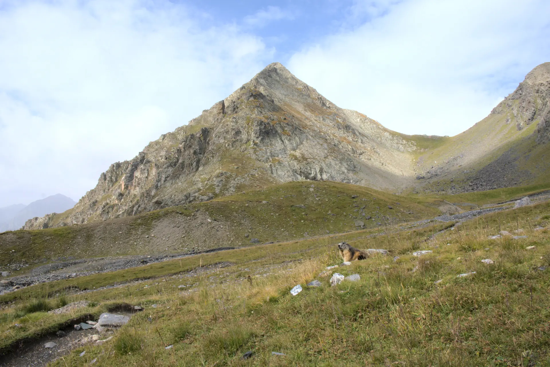 Murmeltier am Col de Vallonpierre
