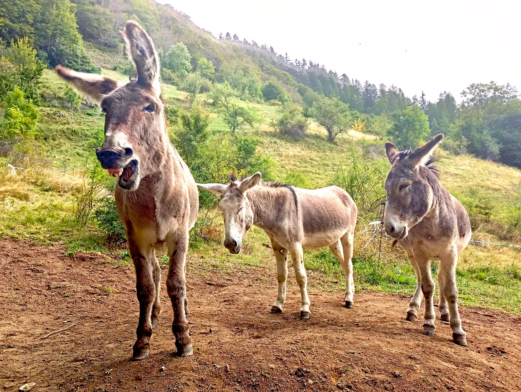 Maurice, Olan und Tintin – Wanderesel