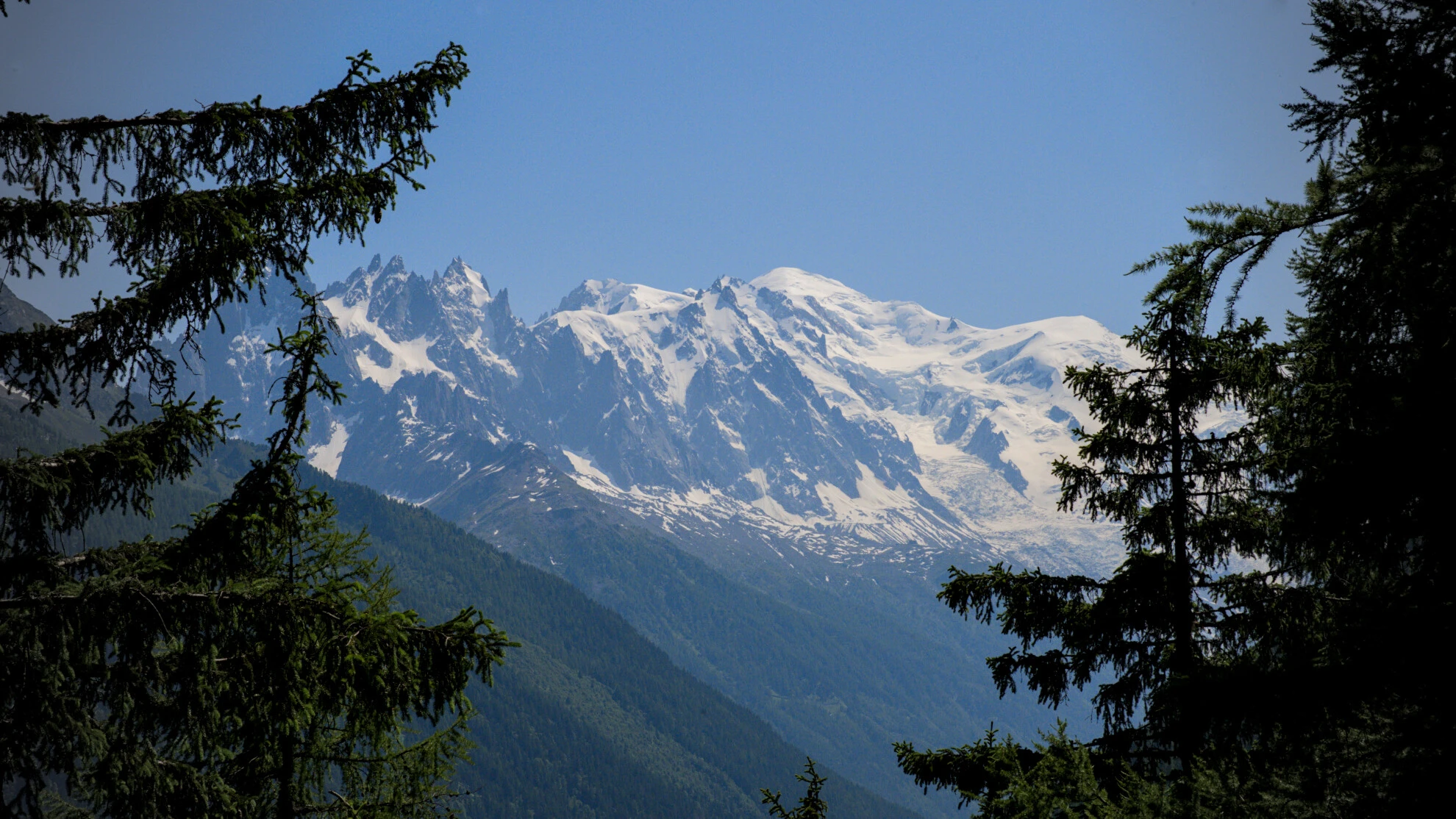 Das Mont-Blanc-Massiv zwischen Fichten auf dem Grand Balcon Sud