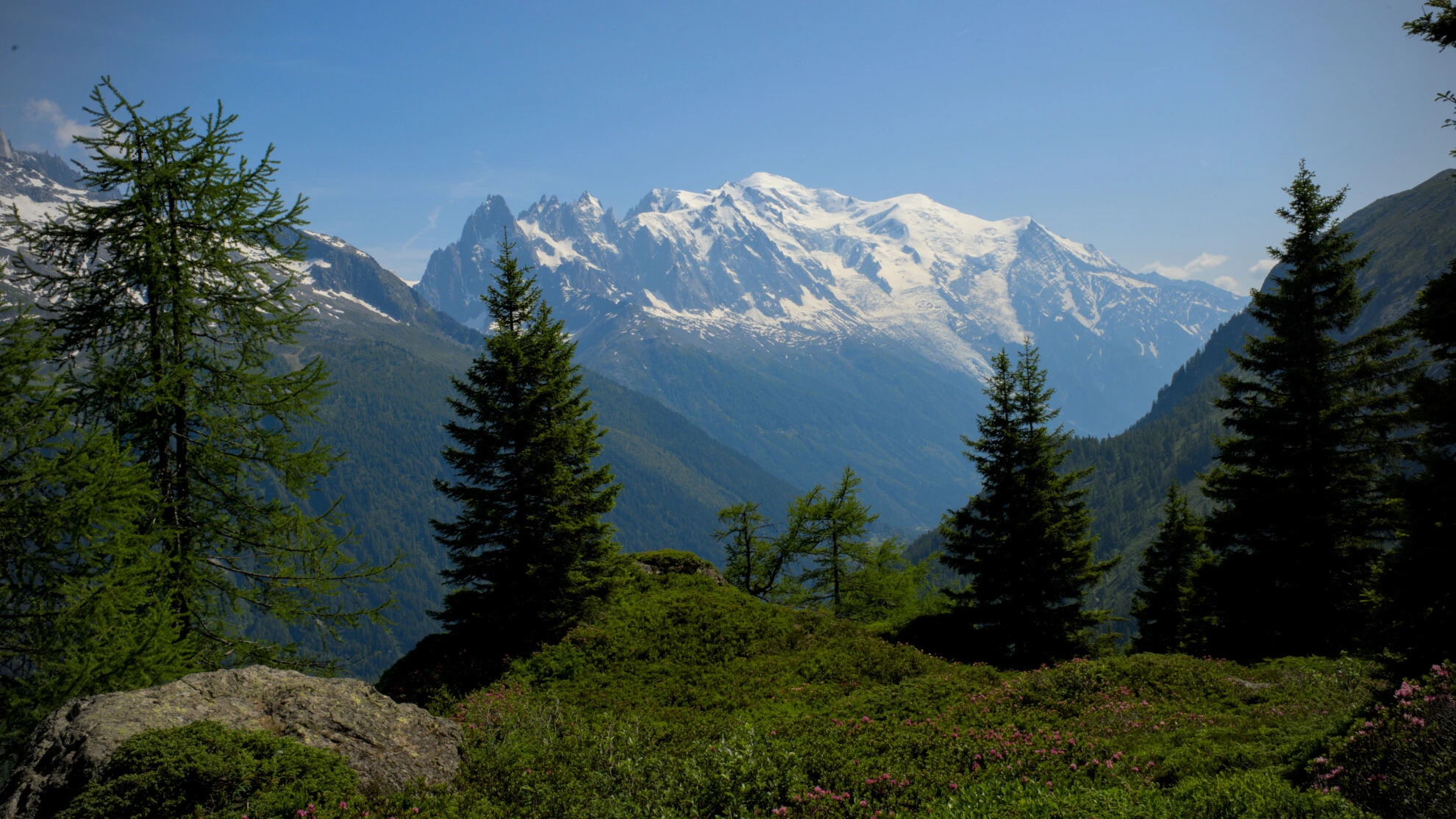 Almwiese auf dem Grand Balcon Sud mit dem Mont-Blanc-Massiv im Hintergrund