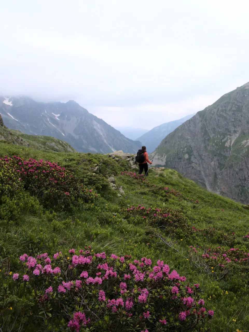 Rhododendron und Wandern in den Écrins