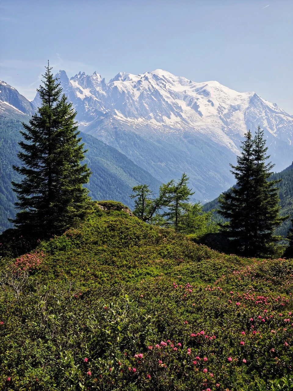 Blühende Rhododendren auf dem Grand Balcon Sud
