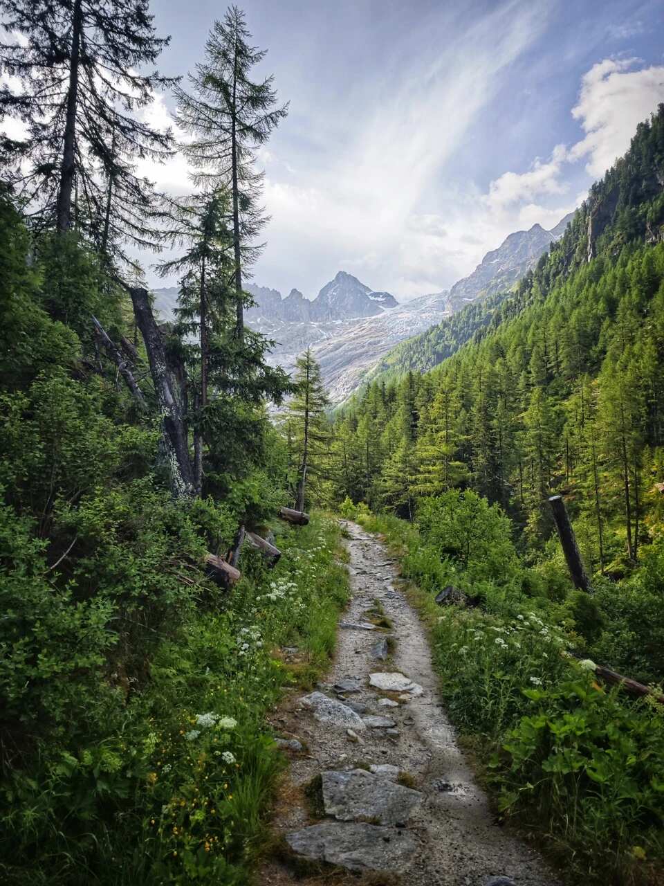 Pfad unter Lärchen beim Abstieg zum Glacier du Trient