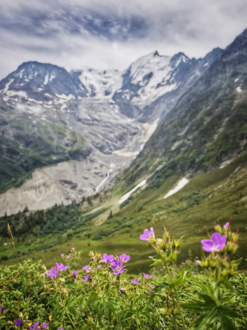 Bionnassay-Gletscher hinter wilden Geranien